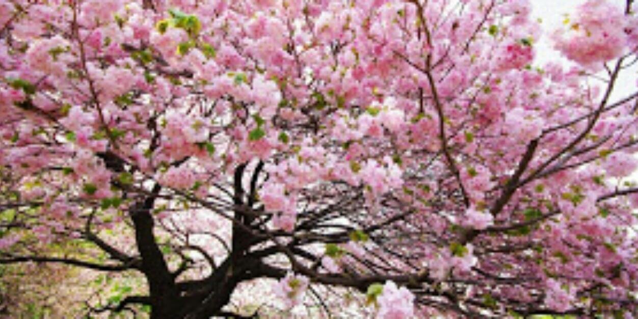 ika_yuli_'s profile banner image