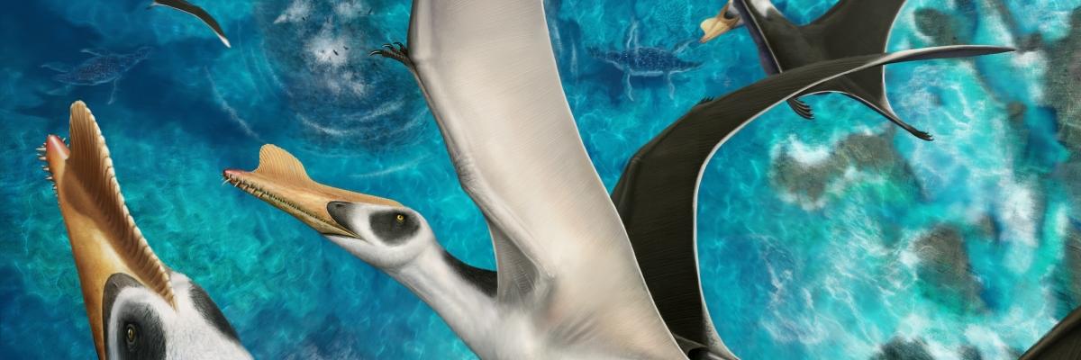 Borja Holgado banner