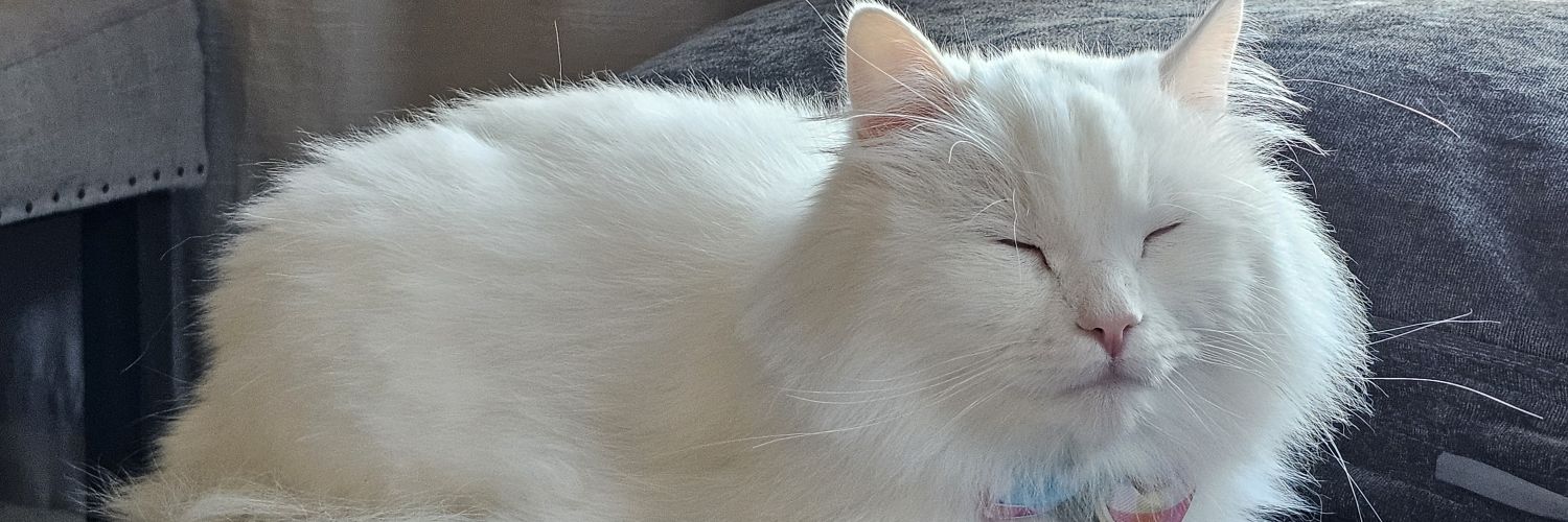 thekittycao's profile banner image