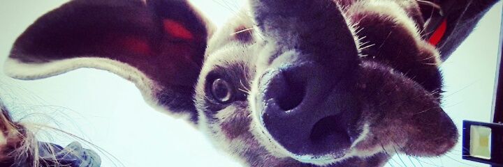 Susagna mncnll banner