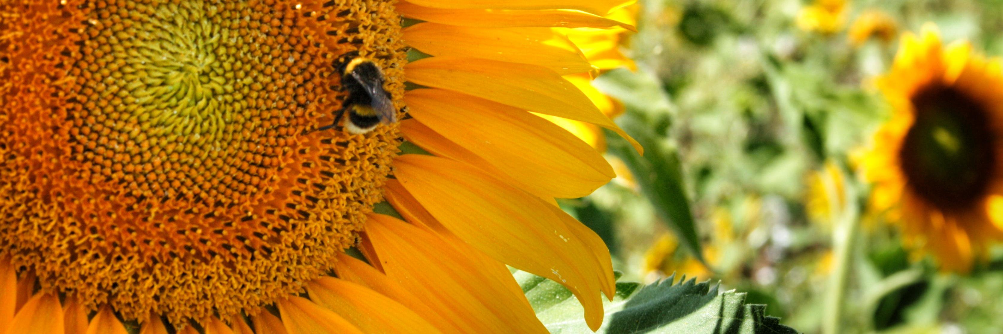 GR_PestControl's profile banner image