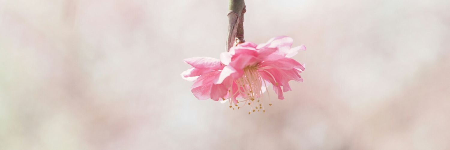 shion_773's profile banner image