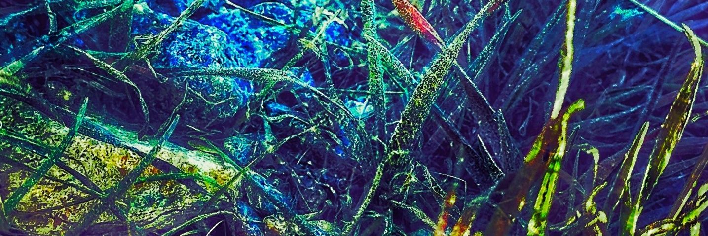 pashabugs's profile banner image