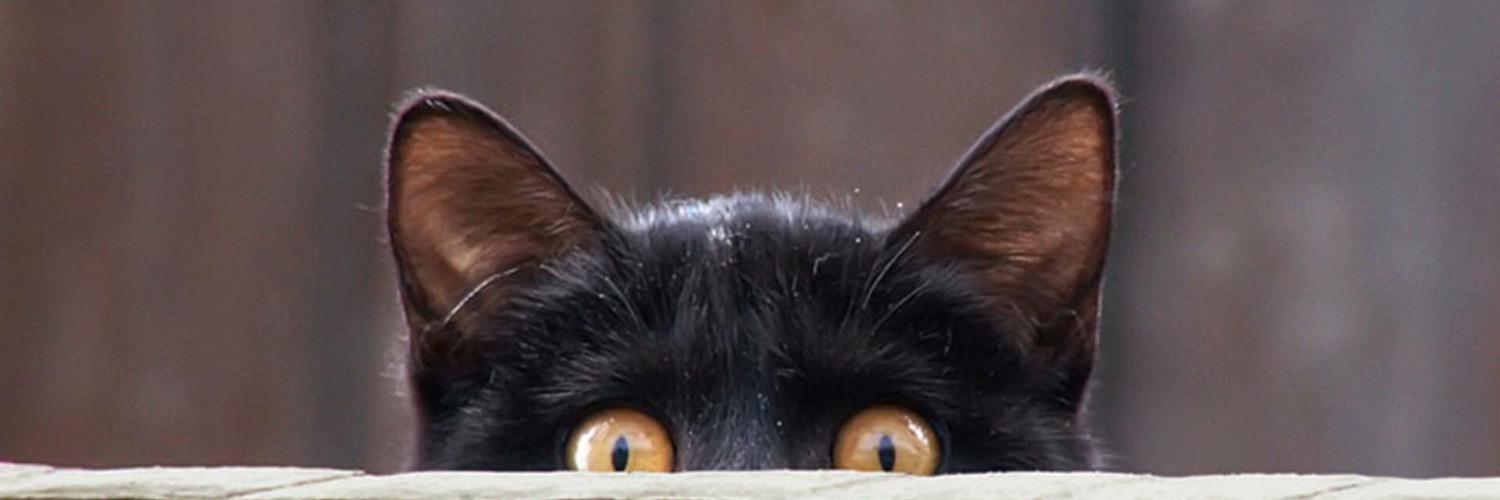 orianalvarez's profile banner image