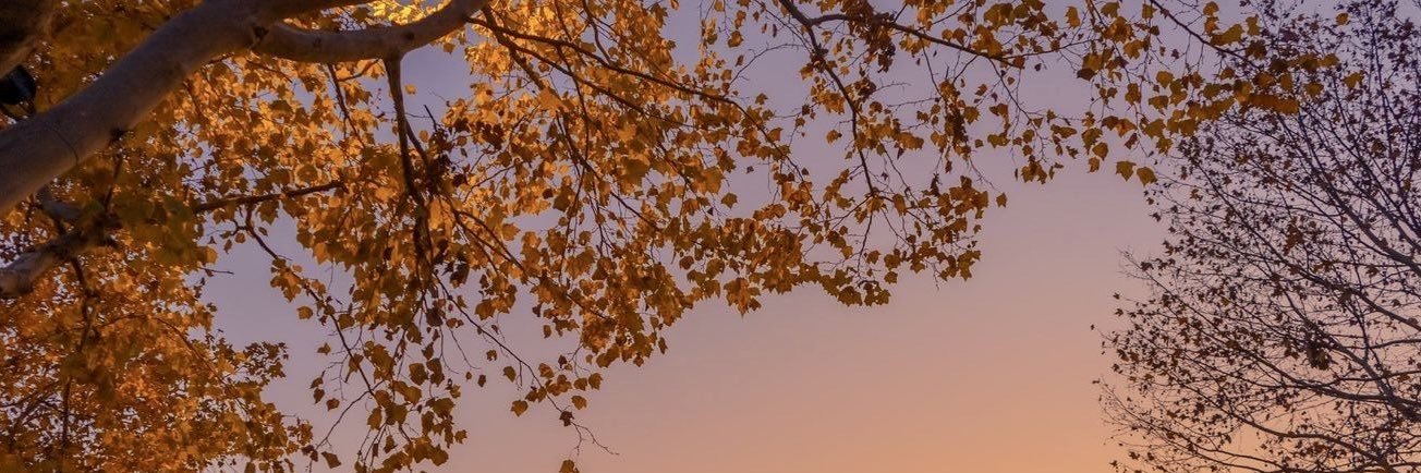 ayyeitsauna's profile banner image