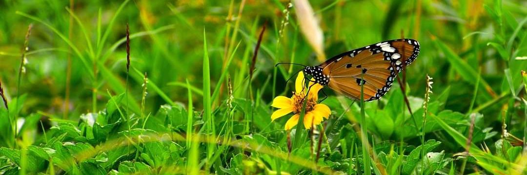 Rishikesh Chanda banner