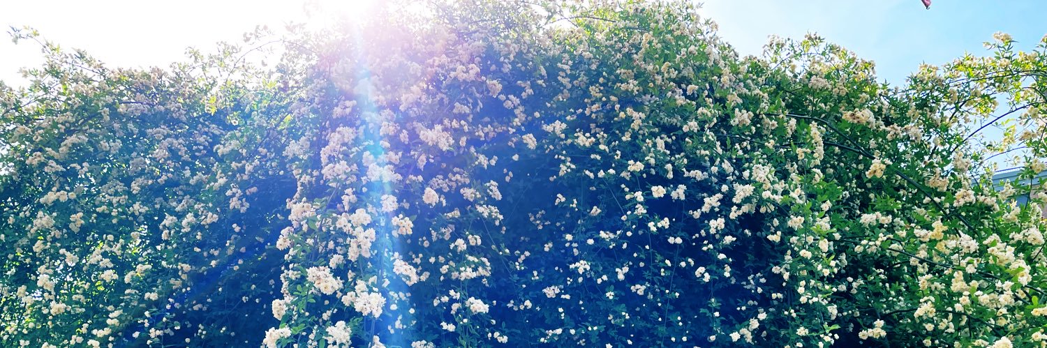 3104Riri's profile banner image