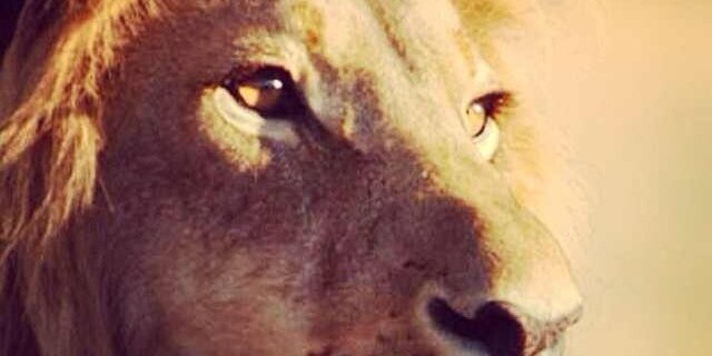wagnaarr's profile banner image