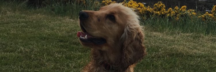 shreckles's profile banner image
