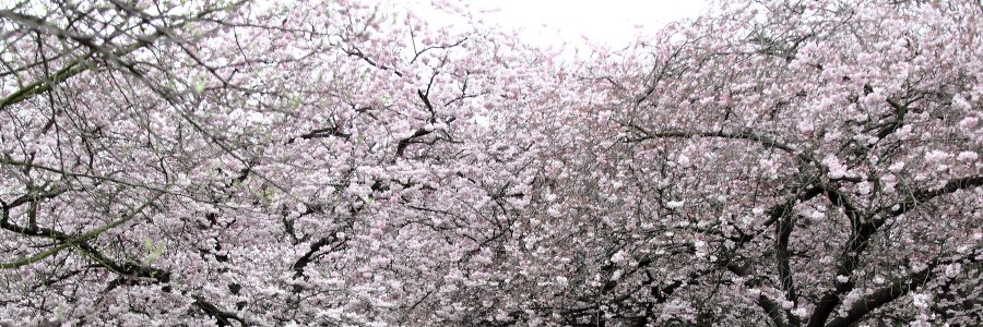 dazzling_cloud's profile banner image