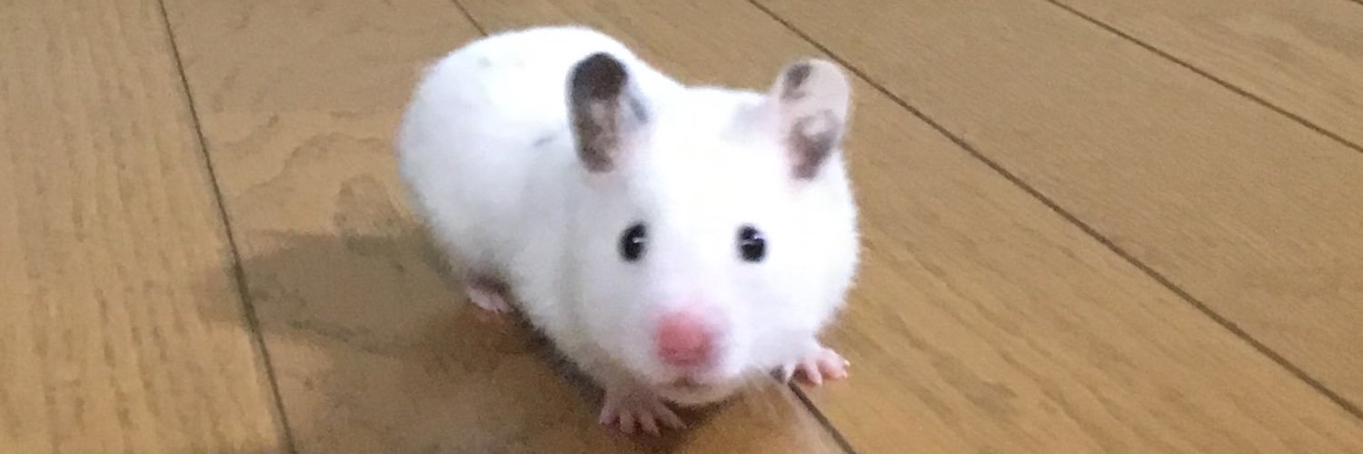 molmott6's profile banner image