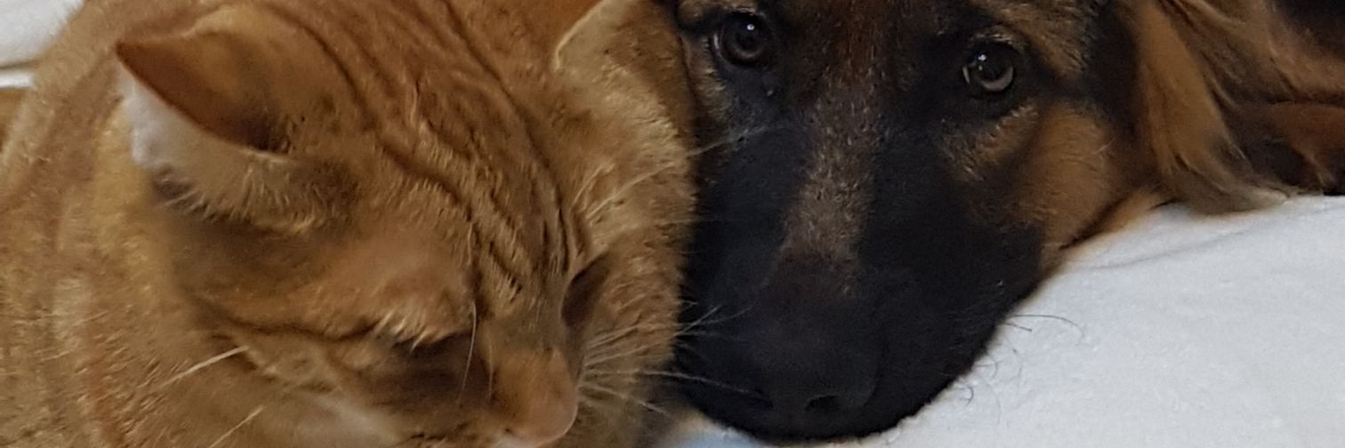 crazyadi1's profile banner image