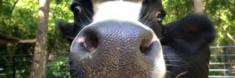 SugarRootsFarm's profile banner image