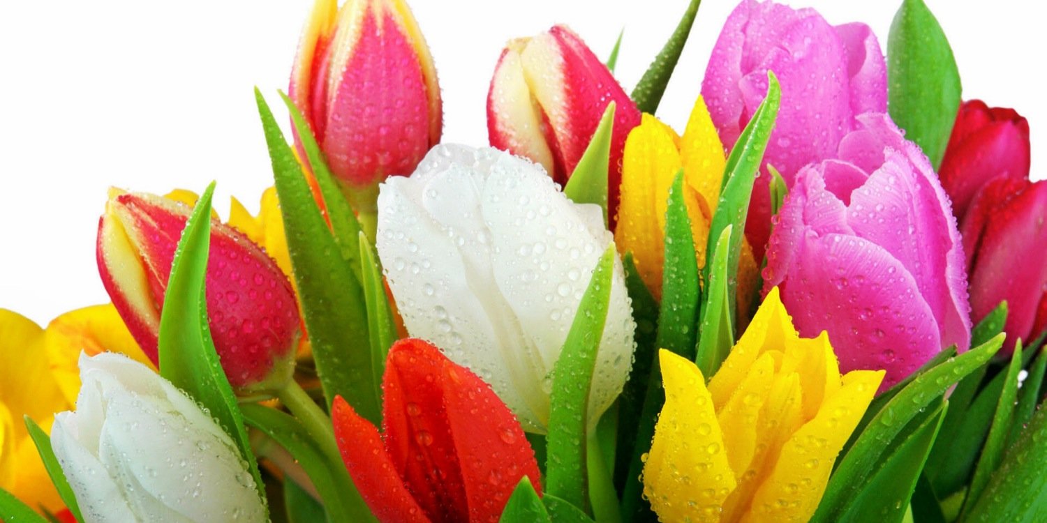 Molly Rittenhouse banner