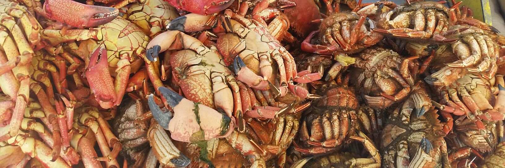 CocinamarChile's profile banner image