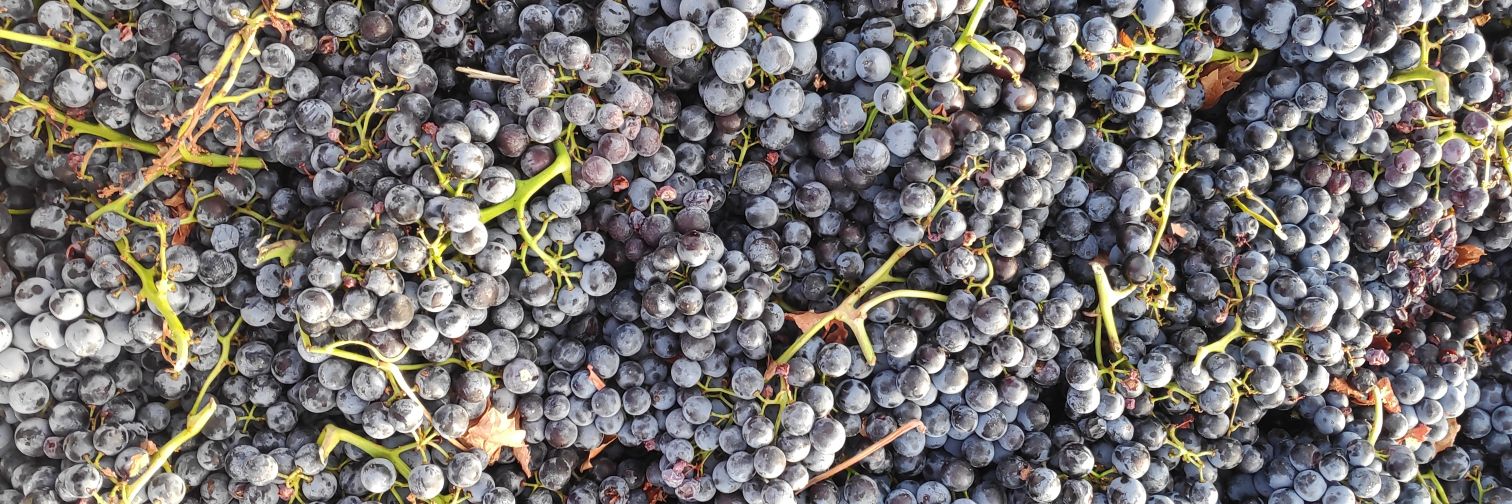 BODEGAS Y VIÑEDOS ILURCE banner