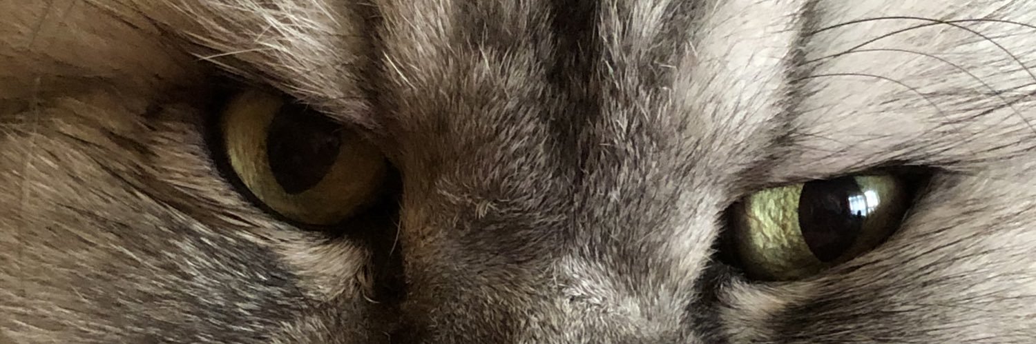 MelowXixon's profile banner image