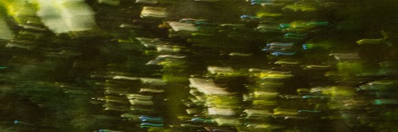 emma banner