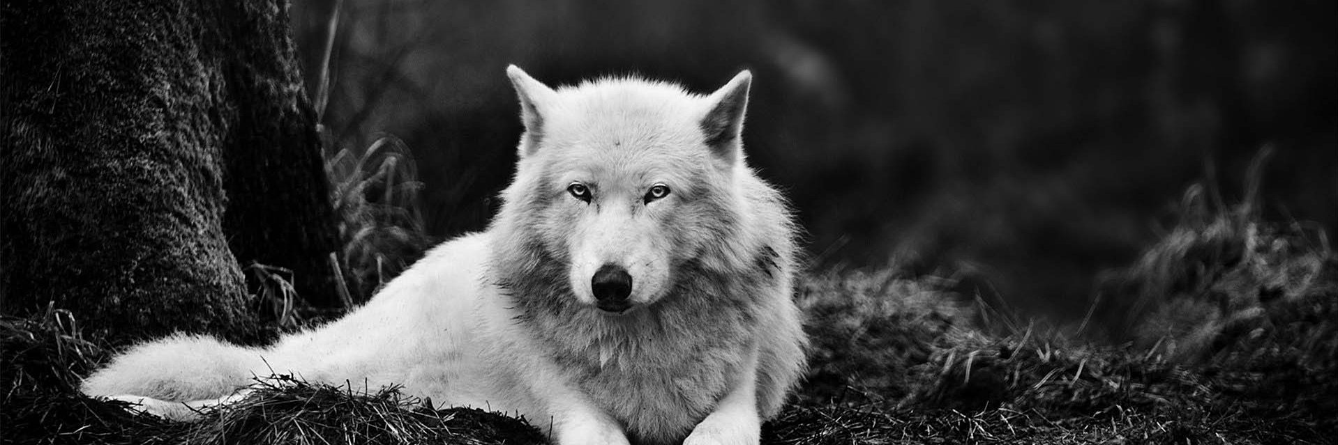 Reznik_Wolf's profile banner image