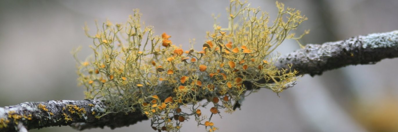 TexasSandfly's profile banner image