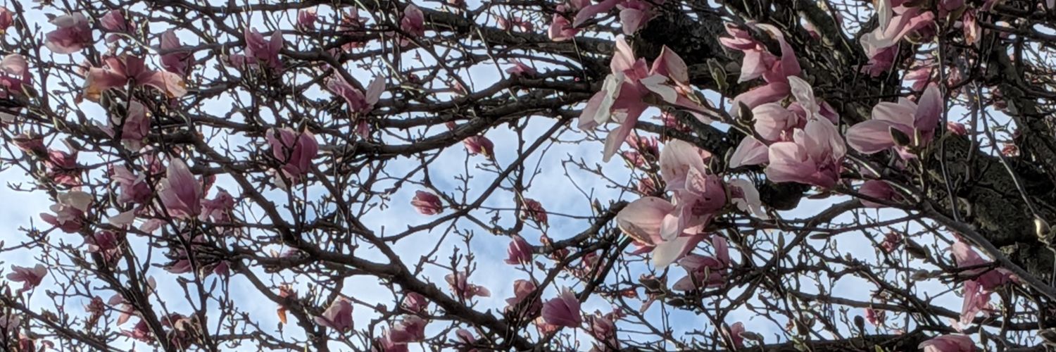 laralaws's profile banner image