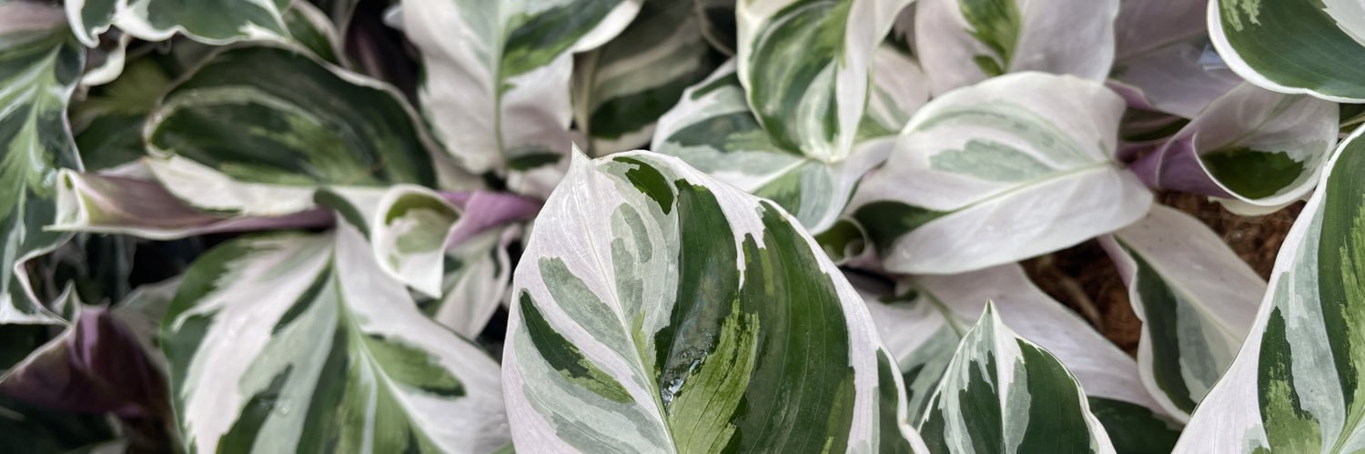 Diana Caballero banner