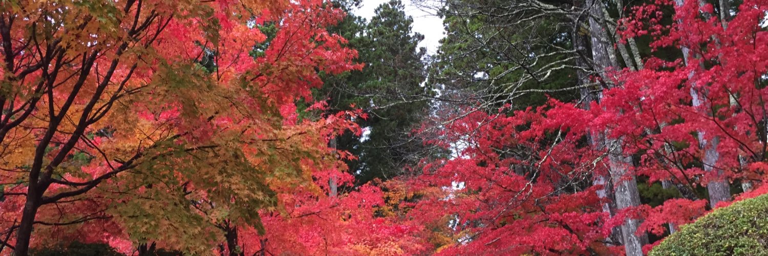 kodai_pine's profile banner image
