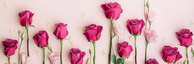 StephScorgie's profile banner image