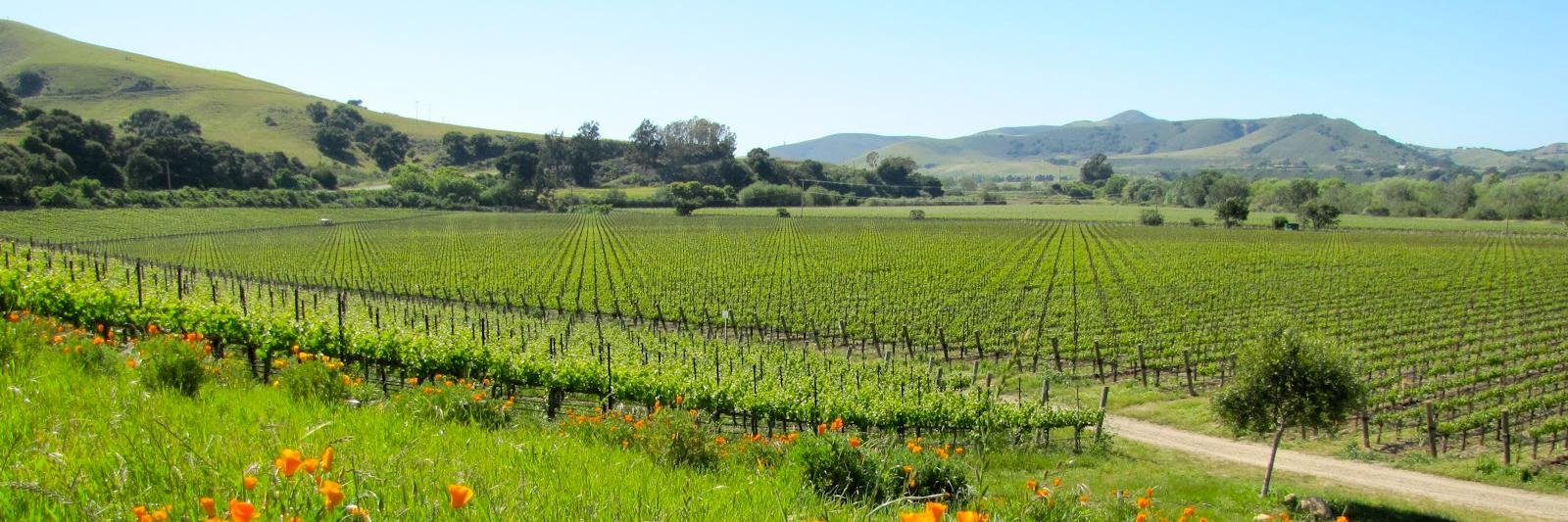 sbclassicwine's profile banner image
