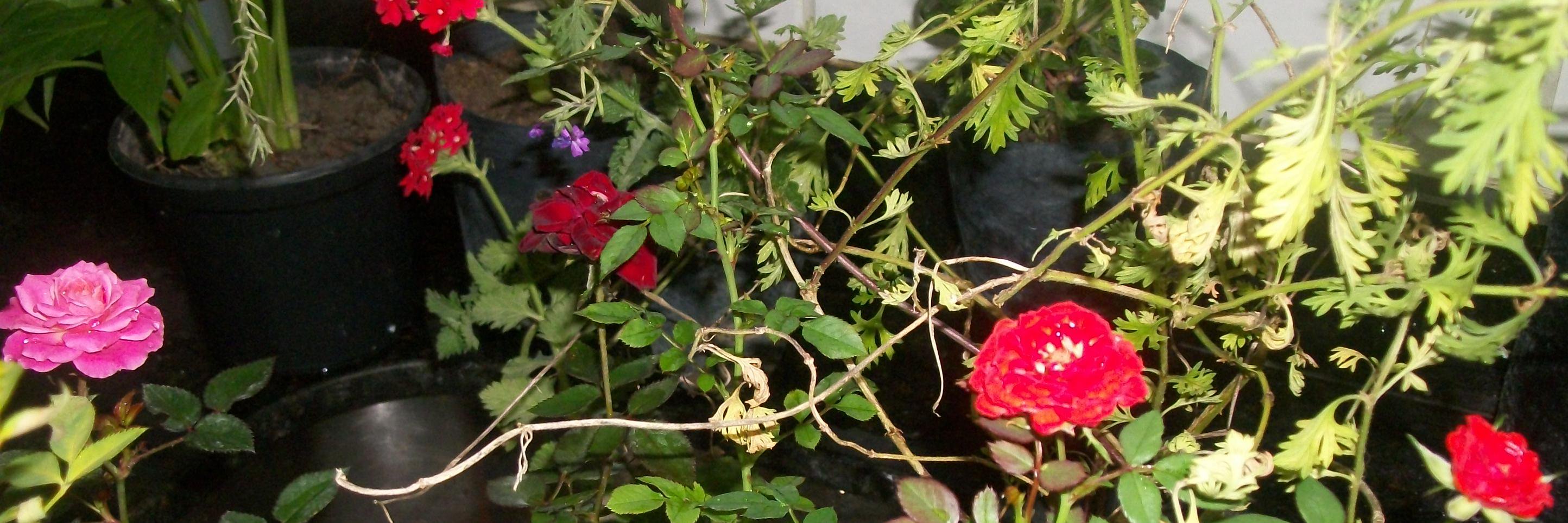 Ane0804's profile banner image