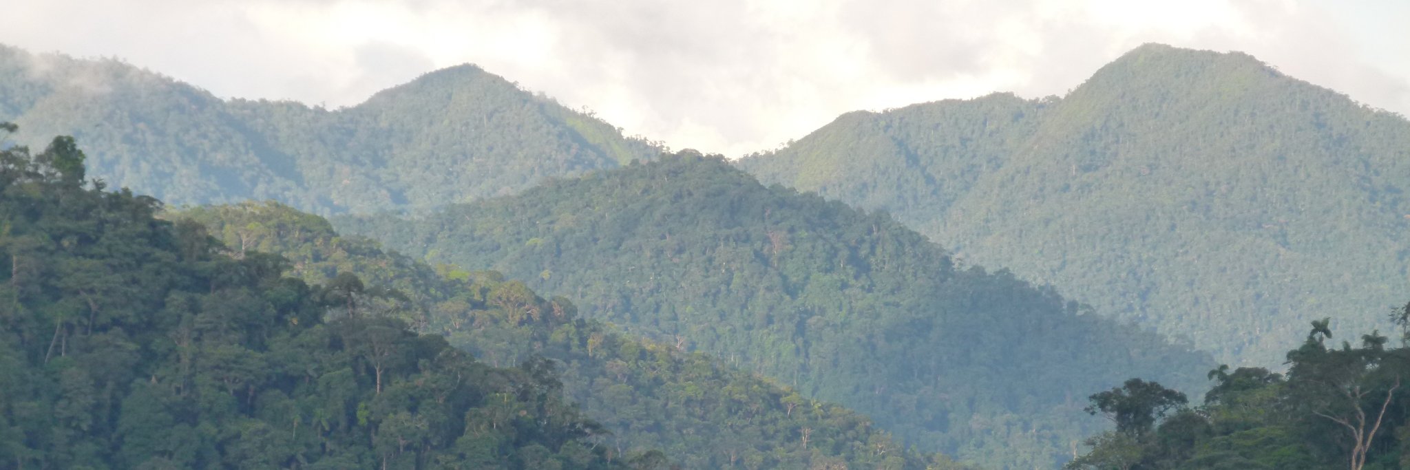 Pablo Jose Negret banner