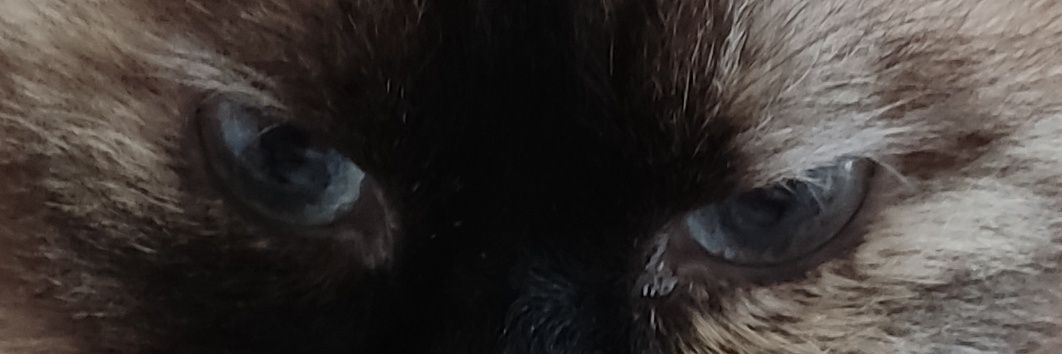 vik2sh's profile banner image