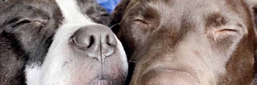 MariahBizzy's profile banner image