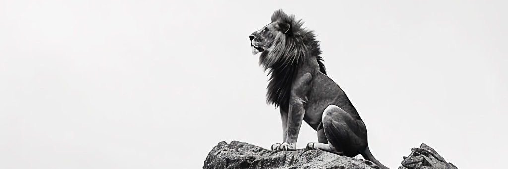 sarayevo95's profile banner image