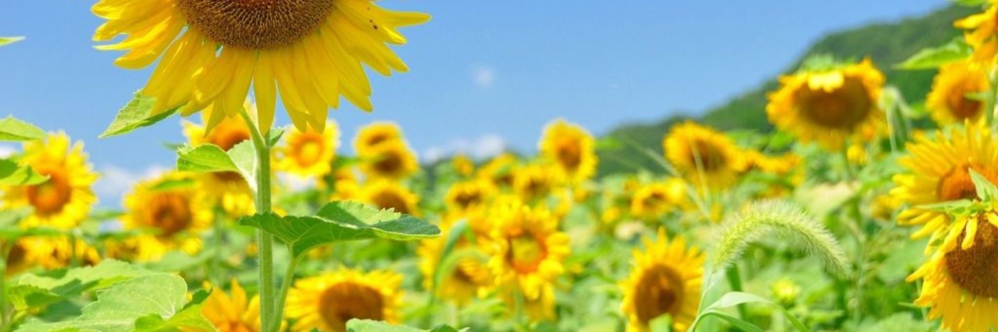 hima18_es's profile banner image