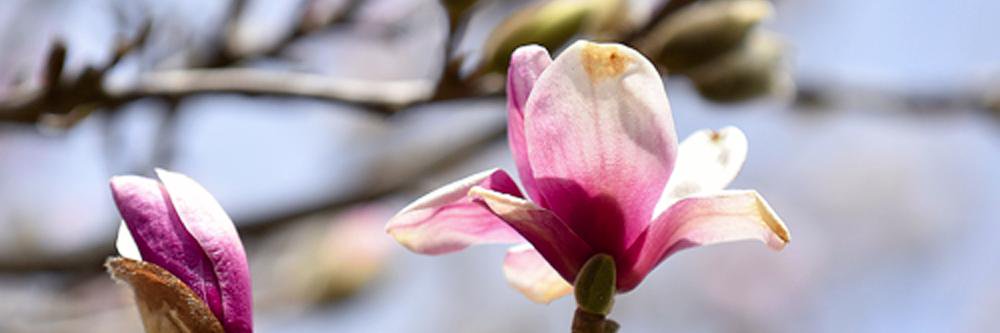 Lenoir News-Topic banner