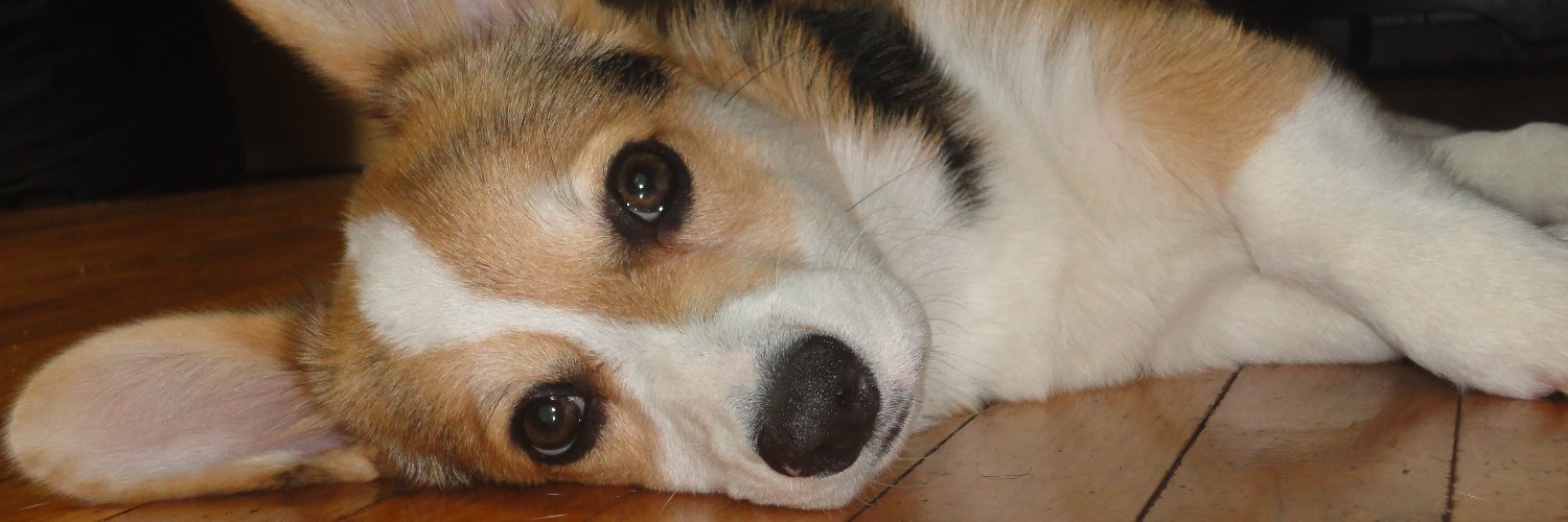 Specialcorgi's profile banner image