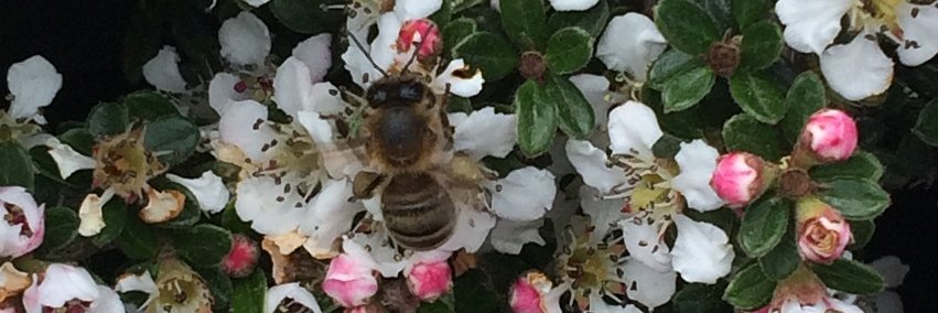 BeesApitherapy's profile banner image