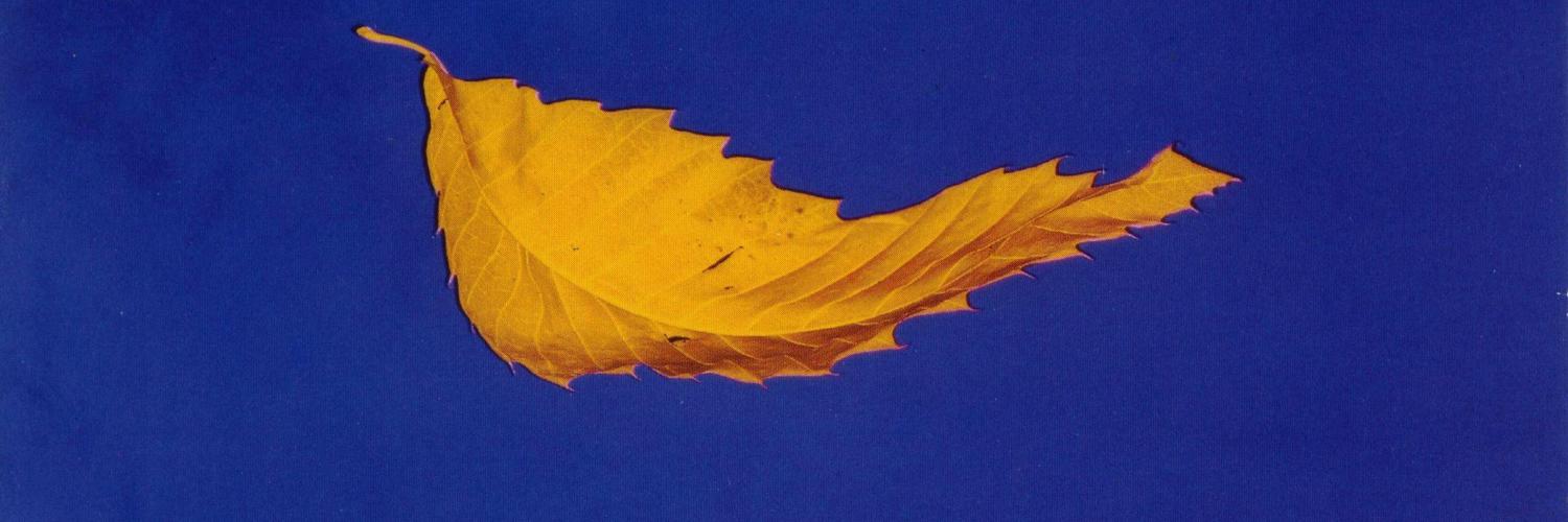 arrinwilliams's profile banner image