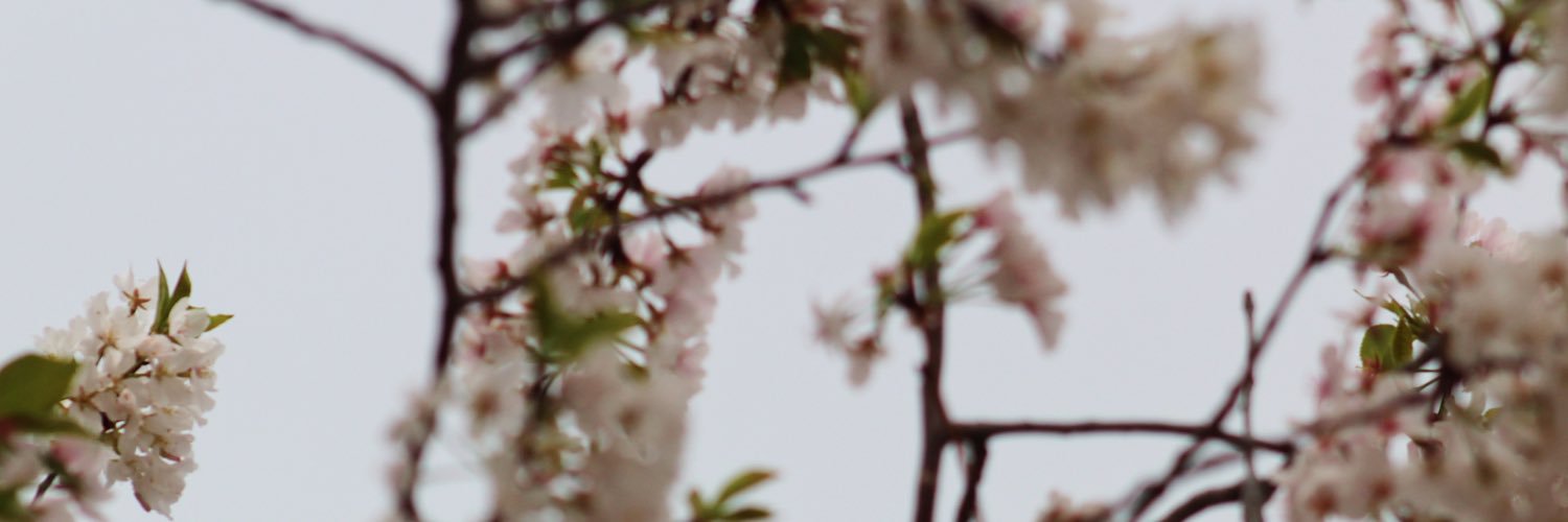 AshleeNaab's profile banner image