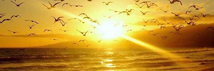 freedom176's profile banner image