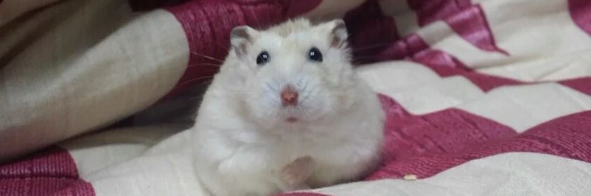 zzori_ham's profile banner image