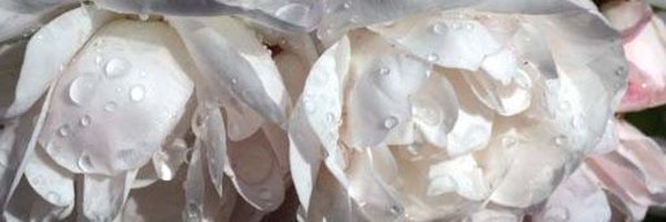 dalaruan Profile Banner