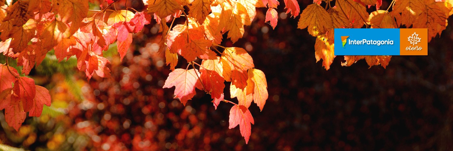 interpatagonia's profile banner image