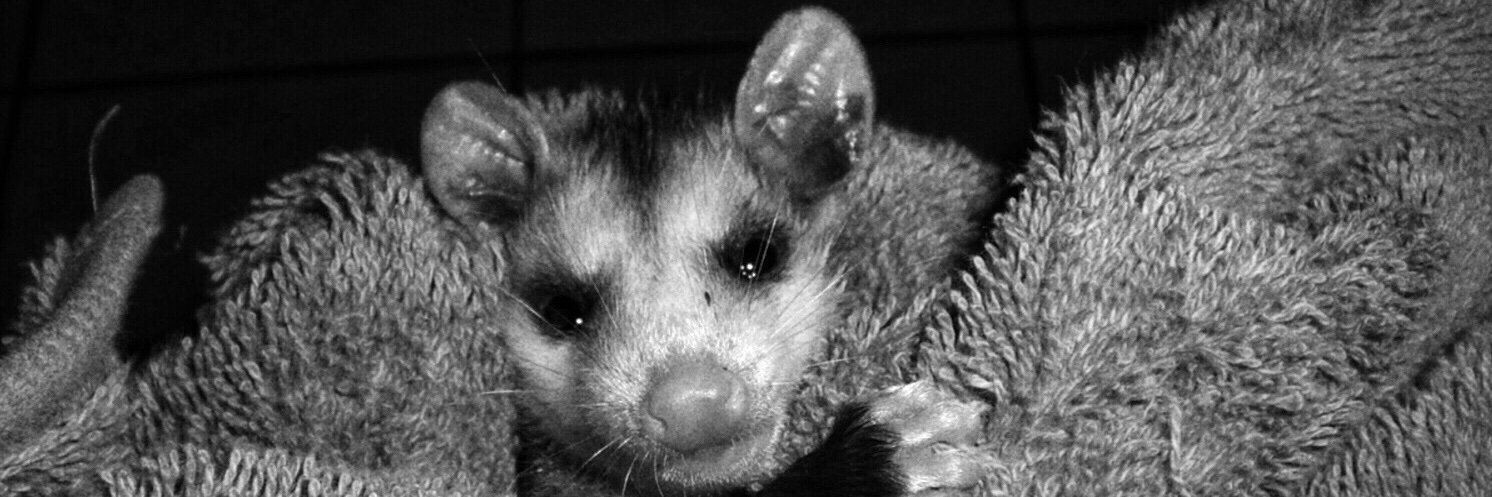 claudester's profile banner image