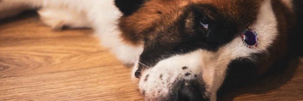 soymarcogm Profile Banner