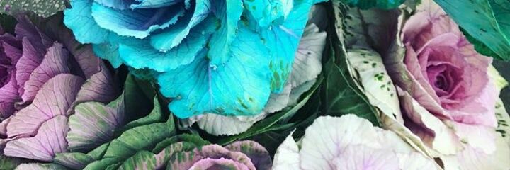 jacqui_aranda's profile banner image