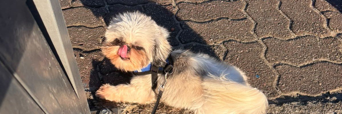 drielymmartins's profile banner image