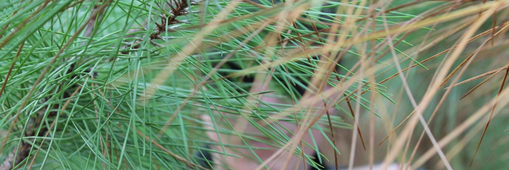 _consentins's profile banner image