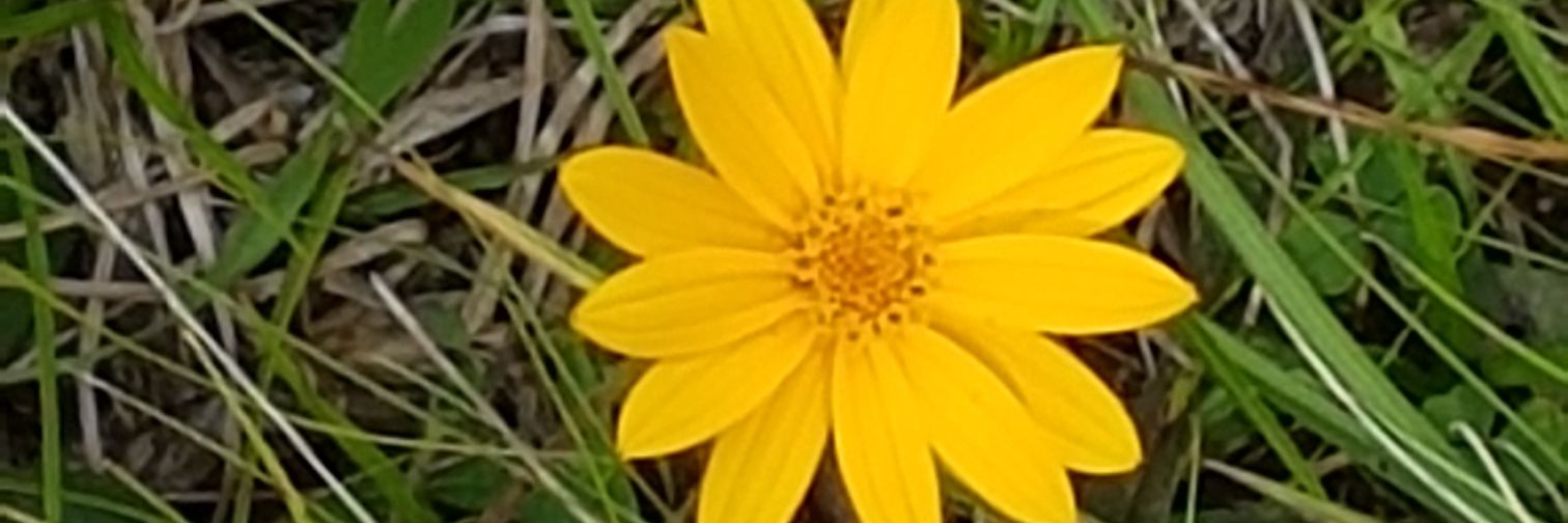 BassaniRaquel's profile banner image